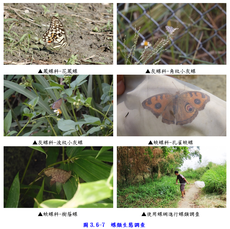 工區蝶類生態調查圖片
